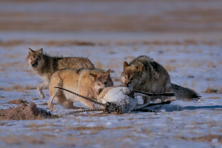 Wonder of the Wild - Law of the jungle